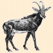 Rappenantilope