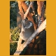 Australien48.jpg
