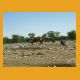Namibia015.jpg