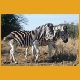 Suedafrika39.jpg